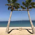 ヤシの木ブランコの写真_257344