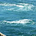 鳴門渦潮の写真_257672