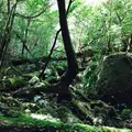 ヤクスギランド（屋久島自然休養林）の写真_258418