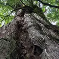 紀元杉の写真_258429