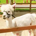 山古志アルパカ牧場の写真_259740