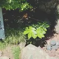 旧今井家住宅・美濃史料館の写真_259897