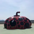 赤かぼちゃの写真_260482