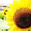 長井海の手公園ソレイユの丘の写真_260974