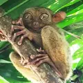 フィリピン ボホール島の写真_261994