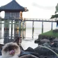 浮御堂（海門山満月寺）の写真_263825