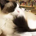 猫喫茶 空陸家 下北沢店の写真_263858