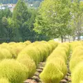 ひるがの高原コキアパークの写真_265724