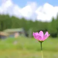 ラシェーズひるがのの写真_265725