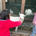 うぶやま牧場の写真_267018