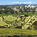 田んぼアートの写真_267483
