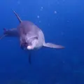 御蔵島の写真_267710