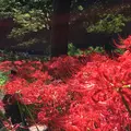 曼珠沙華公園の写真_268190