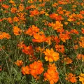 山中湖花の都公園の写真_269005