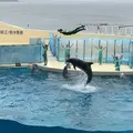 新江ノ島水族館の写真_269014