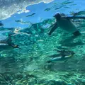 旭川市 旭山動物園の写真_270838