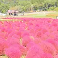 ひるがの高原コキアパークの写真_271368