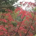草津白根山の写真_271794