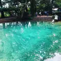 別府弁天池の写真_276319