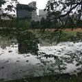 不忍池辯天堂の写真_277129