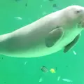 鳥羽水族館の写真_277292