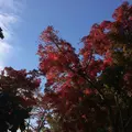 高尾山の写真_278117