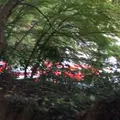 高尾山の写真_278138