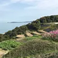 豊島 棚田プロジェクトの写真_280567