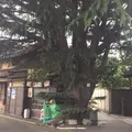 谷中ヒマラヤ杉の写真_280577