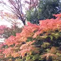 殿ヶ谷戸庭園の写真_280984