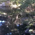 殿ヶ谷戸庭園の写真_280989