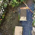 お鷹の道・真姿の池湧水群の写真_280996