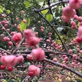 お鷹の道・真姿の池湧水群の写真_281012