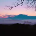 前原の一本桜の写真_281539