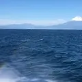 駿河湾フェリー土肥港のりばの写真_282555