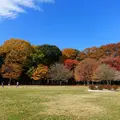 砧公園の写真_282630