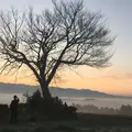 前原の一本桜の写真_282708