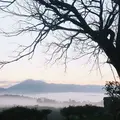 前原の一本桜の写真_282841
