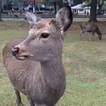 奈良公園の写真_283277