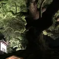 青蓮院門跡の写真_284150