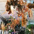 Cotoha（コトハ）の写真_284346