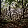 アコウの木の写真_285089