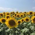 明野のひまわり畑の写真_285559