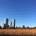 不忍池の写真_288426