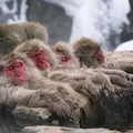 地獄谷野猿公苑の写真_289046