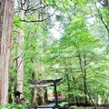 滝尾神社の写真_289264