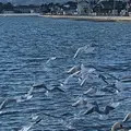 相馬市の写真_292107