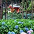 三室戸寺の写真_293189