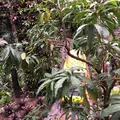 ナゴパイナップルパークの写真_293297
