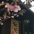 無雙庵枇杷の写真_293501